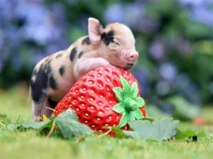 🔥 [114+] Cute Pig Wallpapers WallpaperSafari