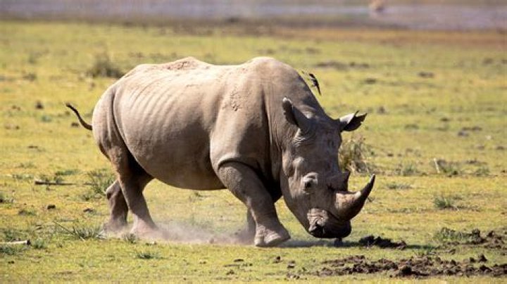 اقراص رينو سي&nbsp; Rhino C لعلاج الارتشاح