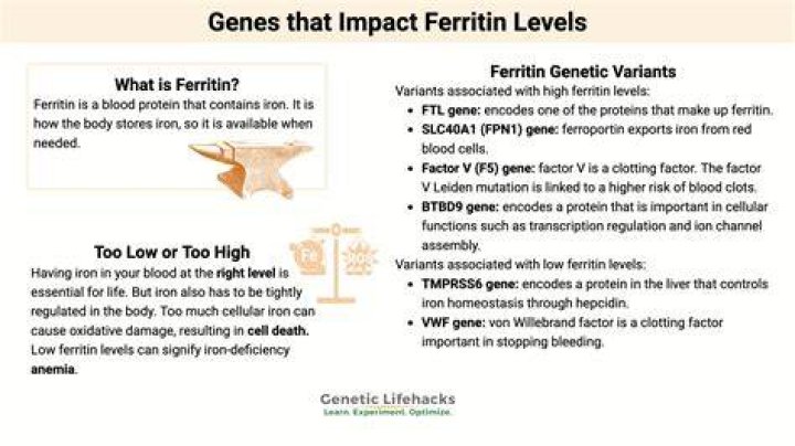 ما هو تحليل Ferritin