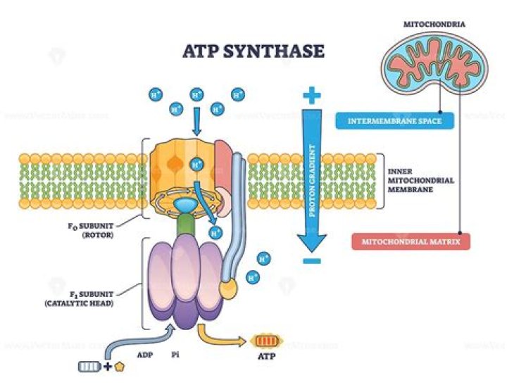 ما هو ATP في الأحياء؟ وأنواعه