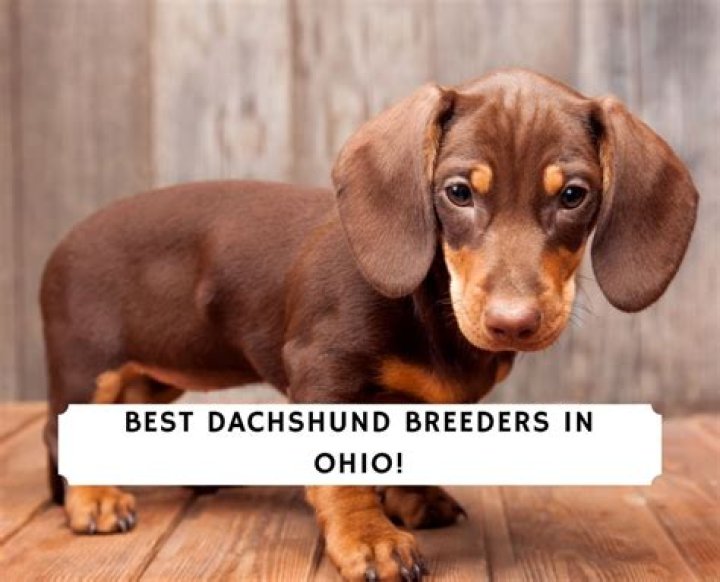 5 Best Dachshund Breeders in Ohio!