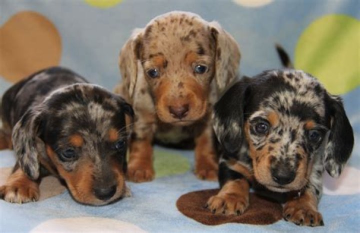 69+ Dachshund Kennels Pic Bleumoonproductions