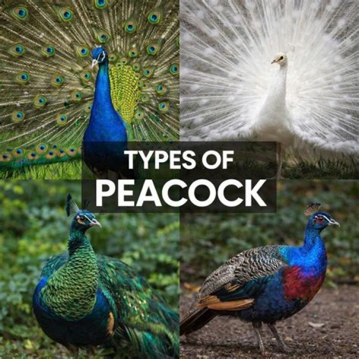 8 Best Images of Peacock Stained Glass Patterns Free Printable Free