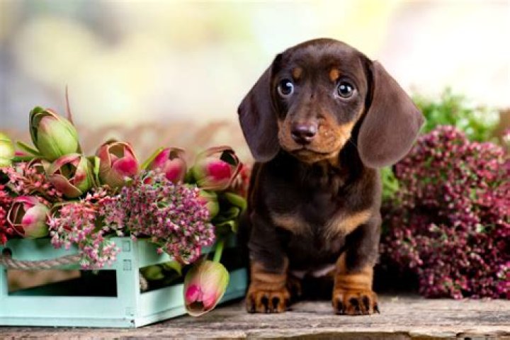 9 Dachshund Breeders In Ohio Places To Get The Best Doxies