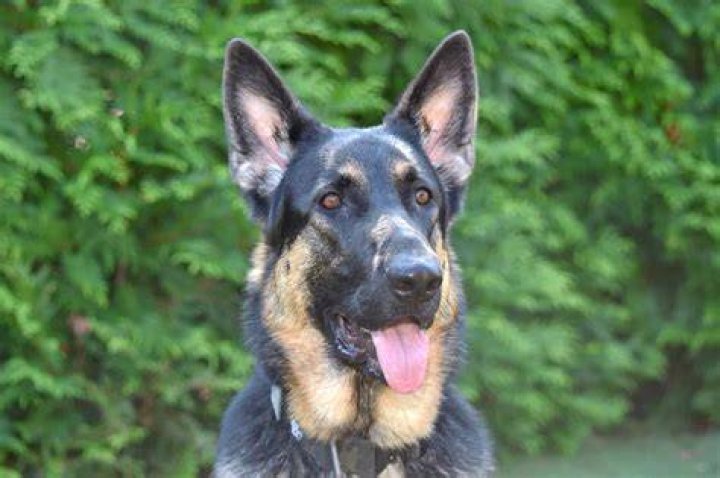 A Blue German Shepherd Dog Everything You Need to Know