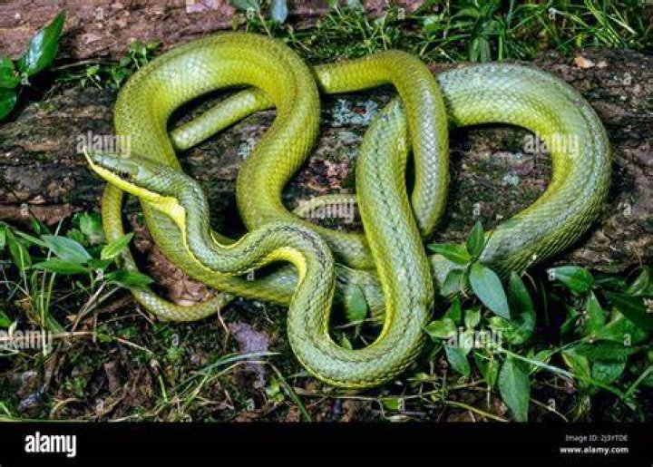 A green vine snake A green vine snake