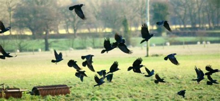 A Murder of Crows
