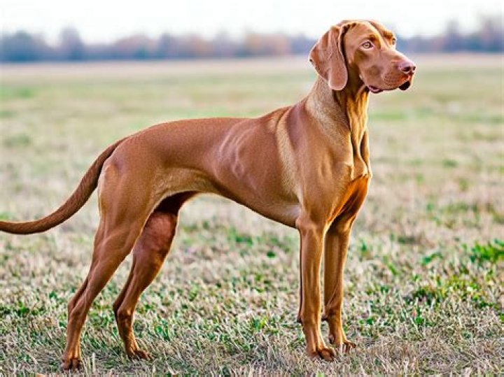 A standing Vizsla A standing Vizsla