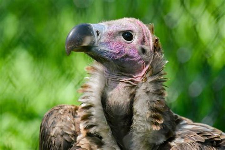 A vulture sitting on tree steam A vulture sitting on tree steam