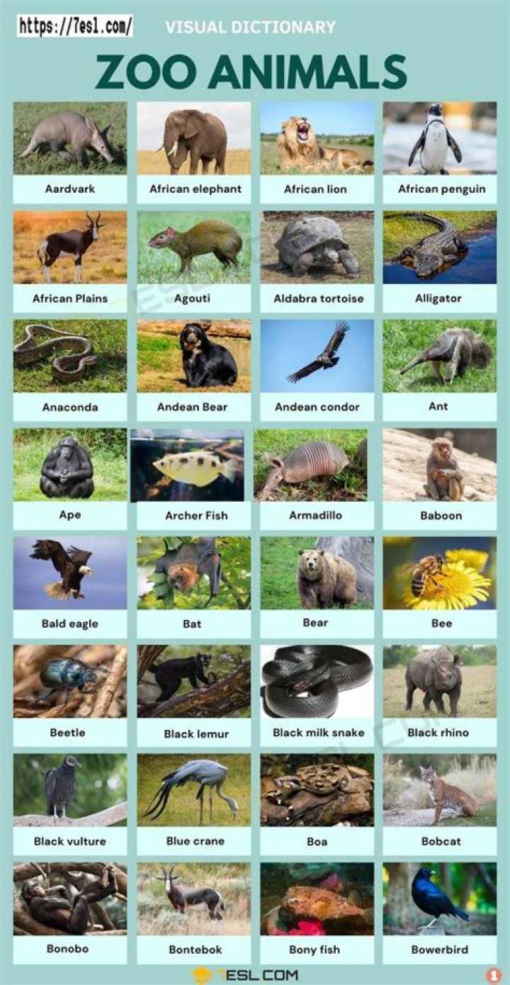 All Funny,Cute,Cool and Amazing Animals Cute Pigs Images and Pictures 2012