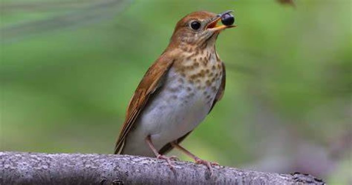 An adult veery (Catharus fuscescens) ruffling its feathers on a log An adult veery (Catharus fuscescens) ruffling its feathers on a log