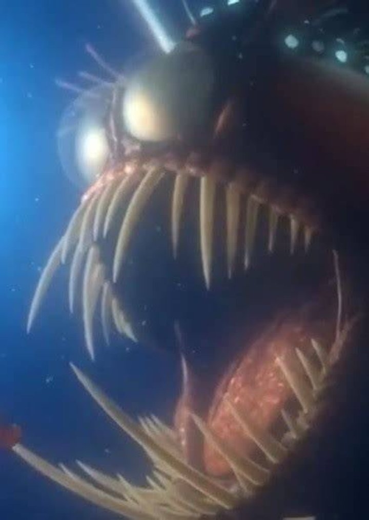 Anglerfish Chase (Finding Nemo) Fan Casting