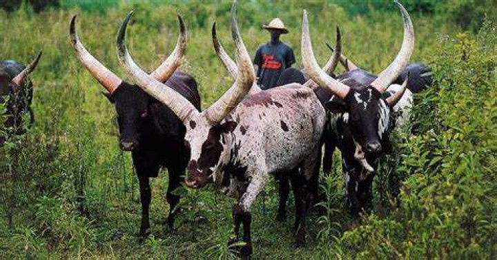 Ankole, price, South Africa, phala phala, president Cyril Ramaphosa, lobola, farm Ankole, price, South Africa, phala phala, president Cyril Ramaphosa, lobola, farm