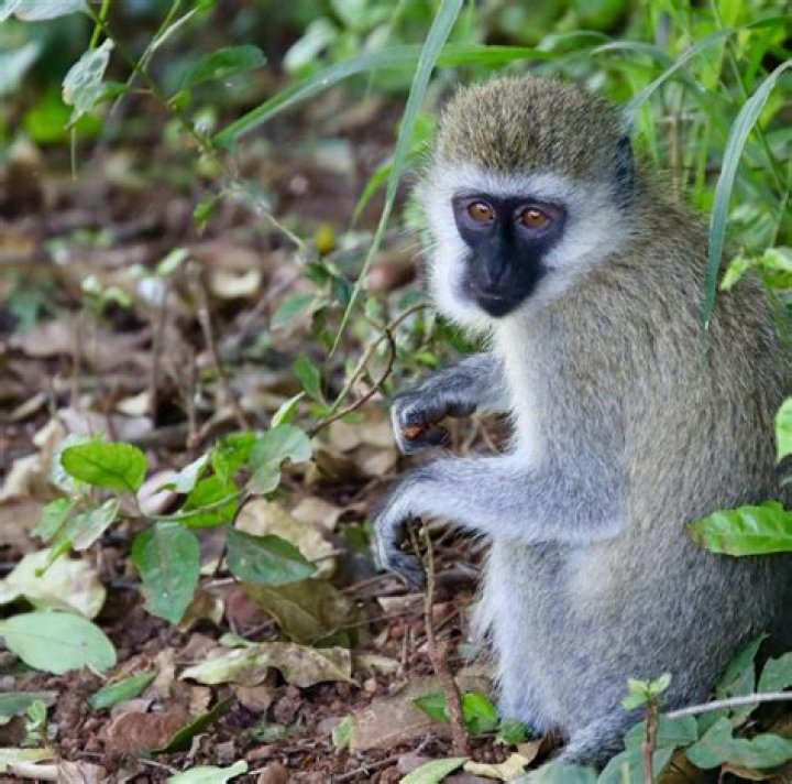 are vervet monkeys omnivores?