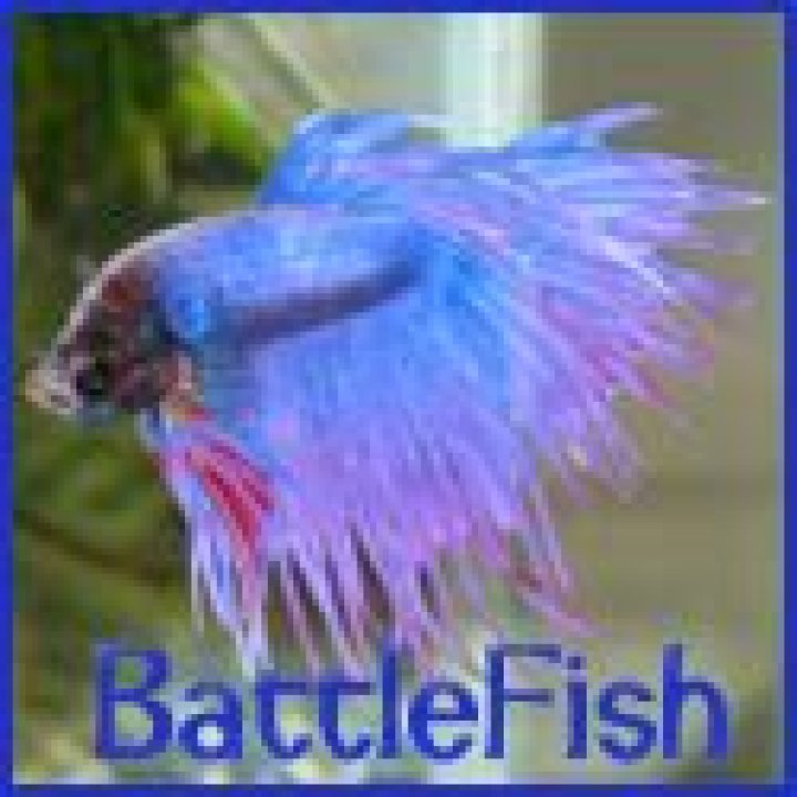 BattleFish Paxlet Pictures