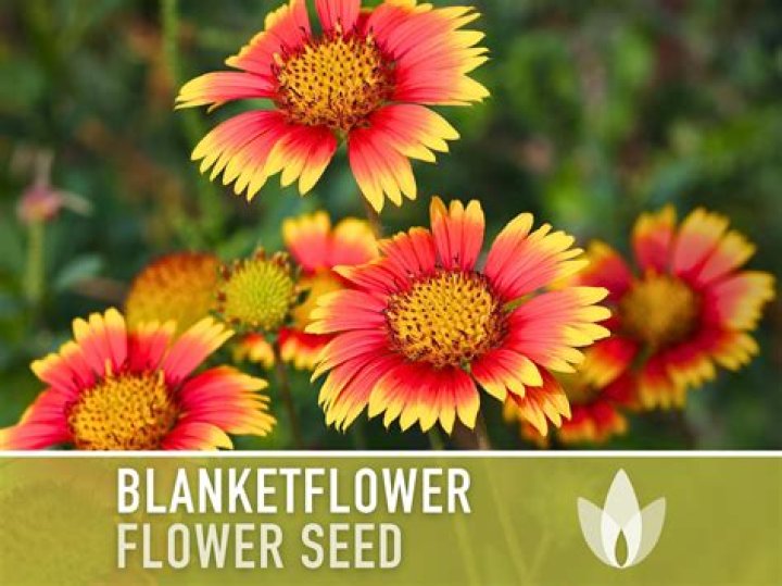 Blanket Flower Seeds Golovethis&reg;