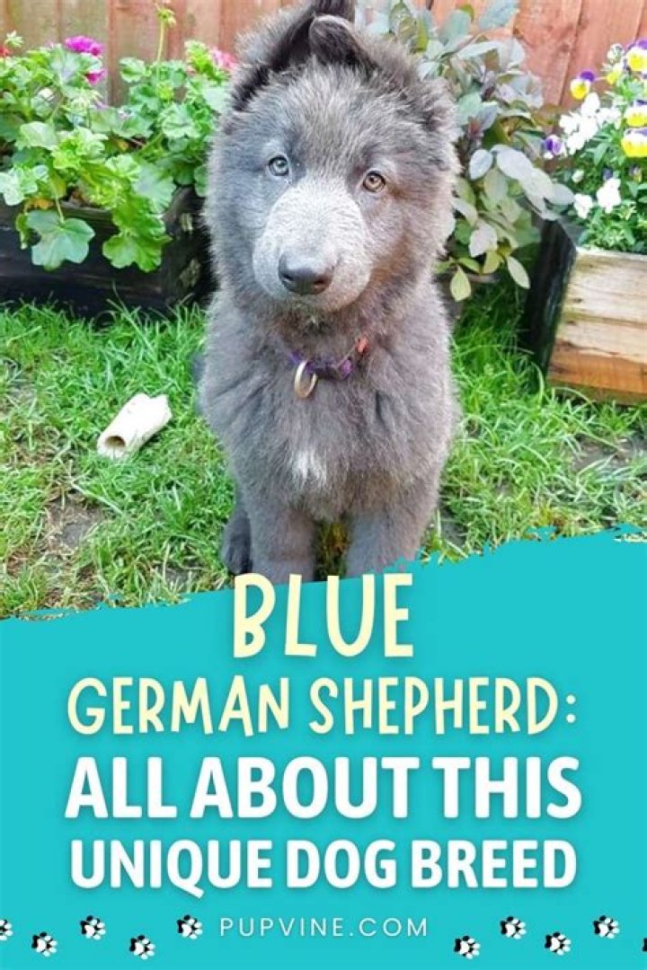 Blue German Shepherd All About This Unique Dog Breed