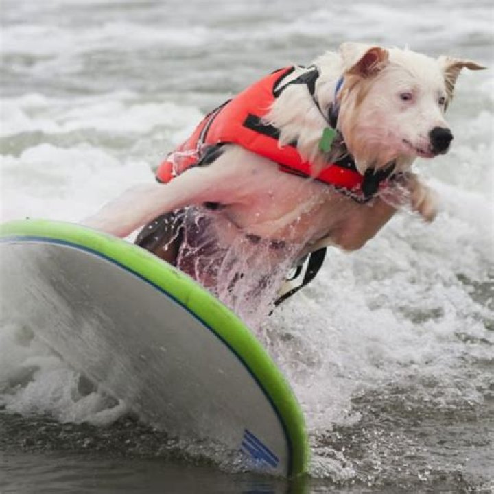“Born to Surf”: Iconic Moment From Huntington Beach Surf Competition Puts Fellow
Surfers to Shame