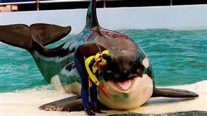Bringing Lolita home: How to release a long-captive orca?