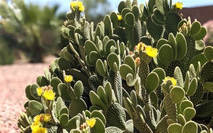 Cactus Jack Ear 