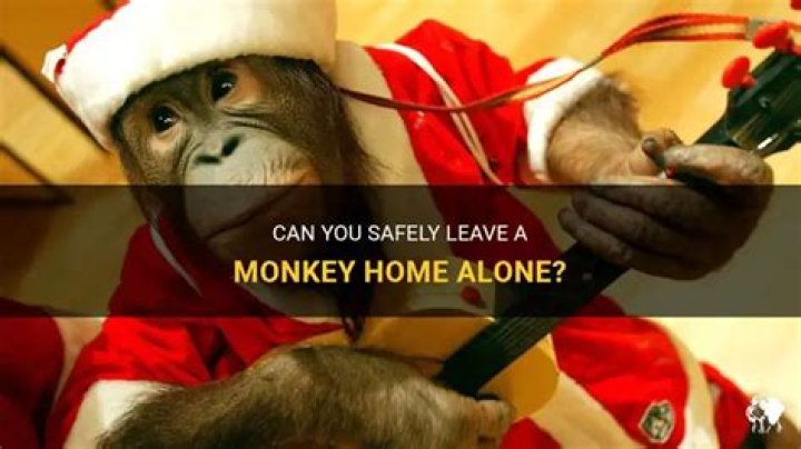 Can you leave a monkey home alone?