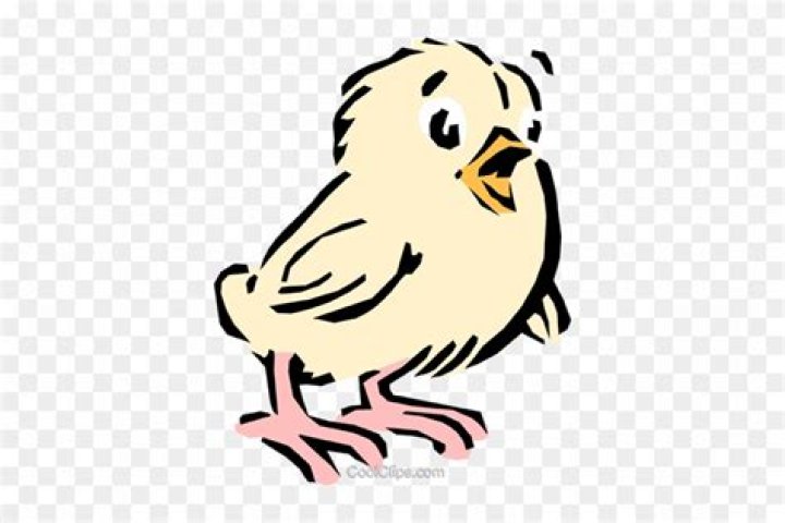 Cartoon chick Royalty Free Vector Image VectorStock