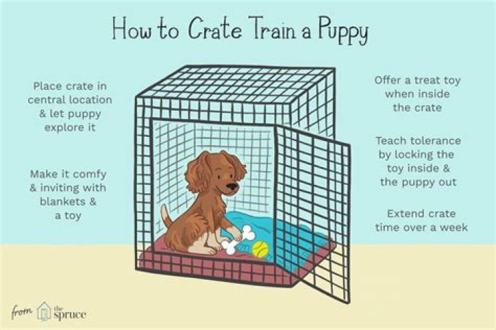 Choosing The Best Space For Your Puppy: Crate Vs. Playpen