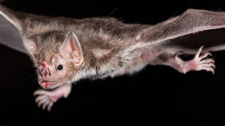 Close-up of vampire bat in flight with spread wings Close-up of vampire bat in flight with spread wings