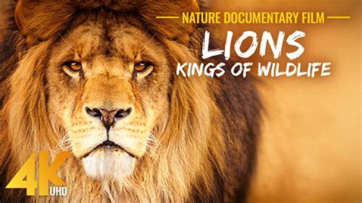 Crocodile Fan Casting for Wild Nature (Documentary Series) | myCast