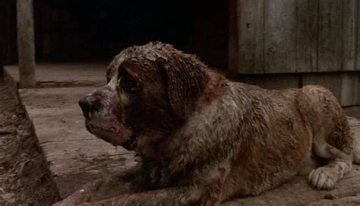 Cujo from Cujo