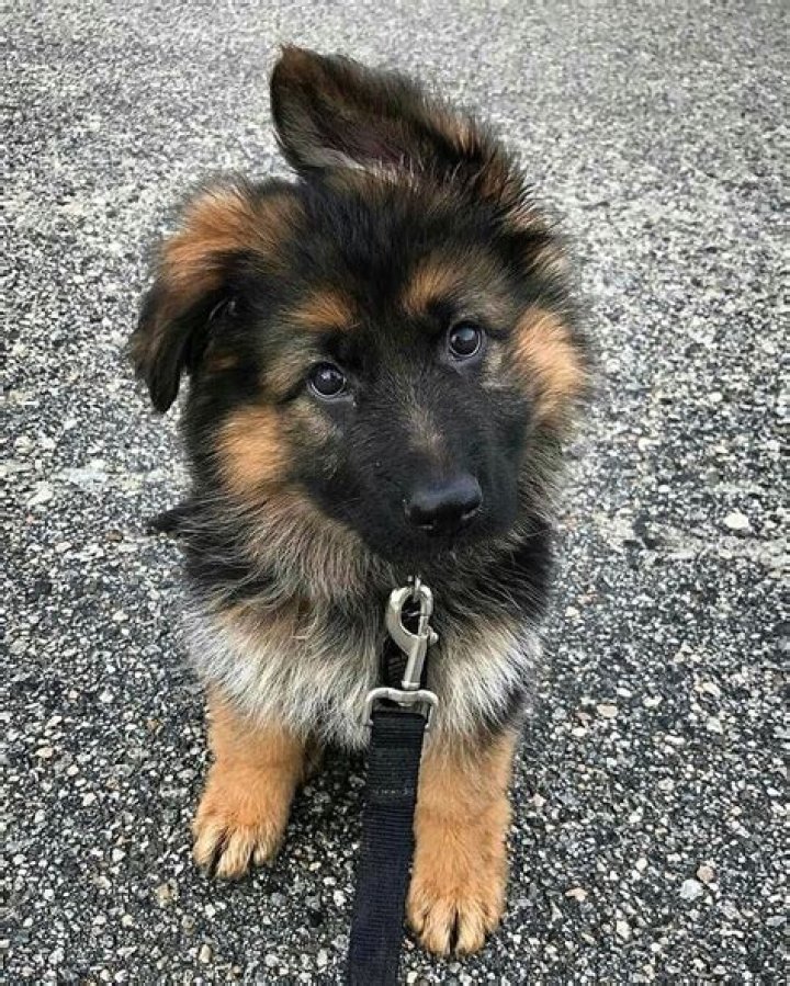 Cute Pictures of German Shepherd Puppies PS UK Pets