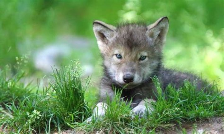 Cute Wolf: Exploring The Adorable Side Of Canis Lupus