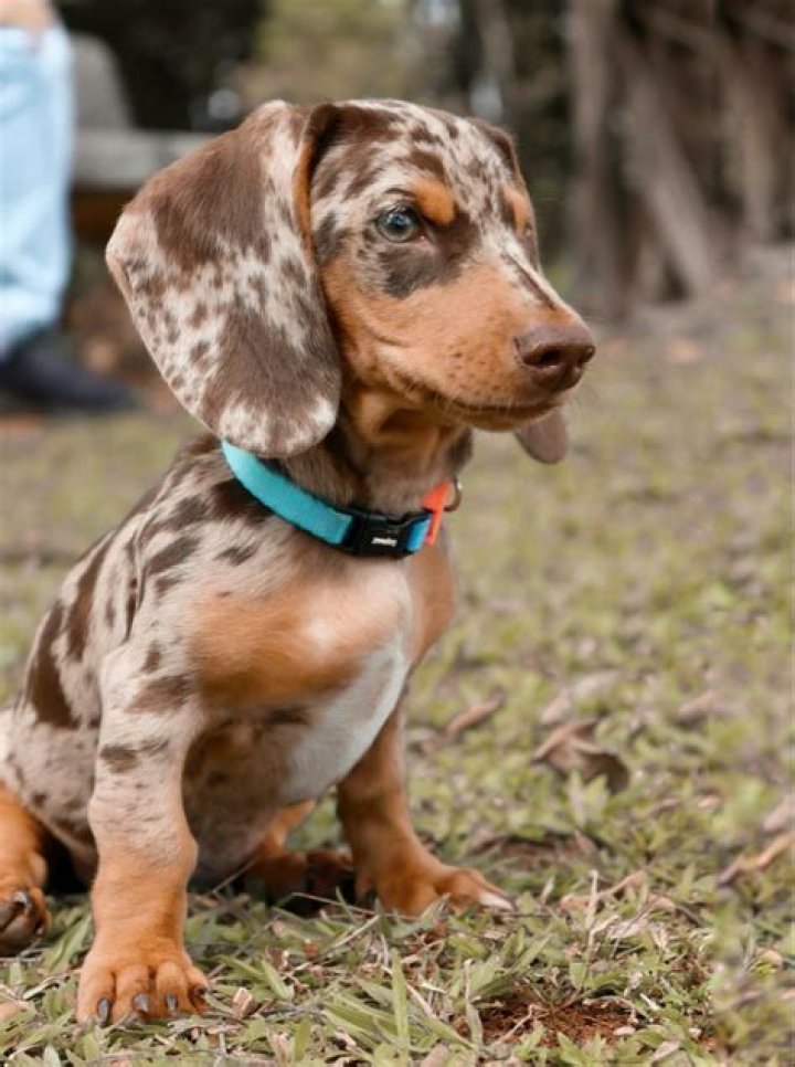 Dachshund Breeders In Ohio: Finding Your Perfect Companion