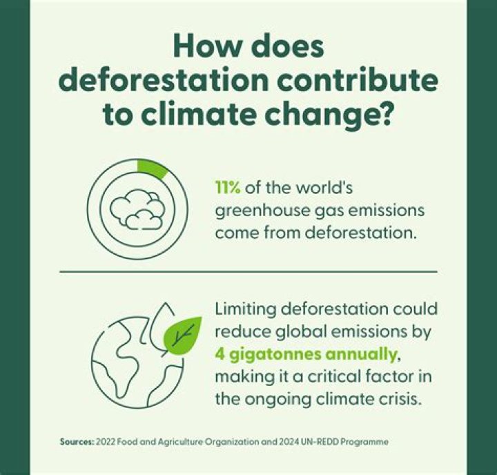Deforestation Andy Carter