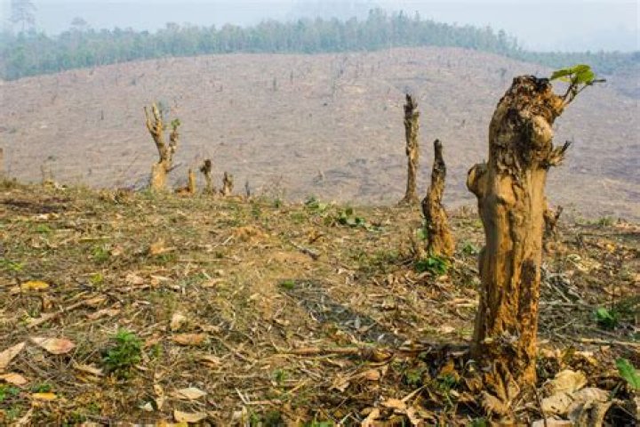 Deforestation in Nigeria and its implication on economy Legit.ng
