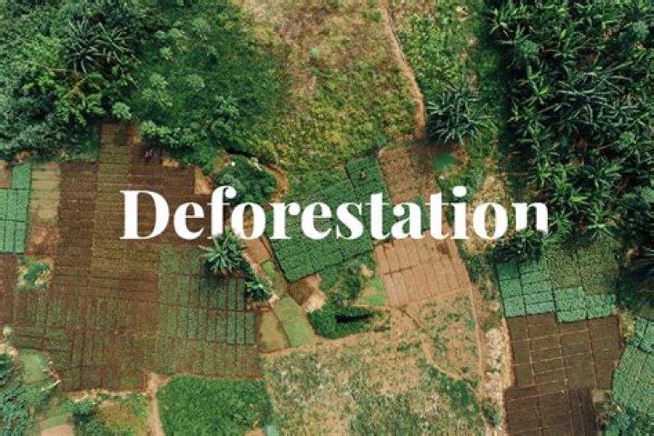 Deforestation In Nigeria: Causes, Impacts, And Solutions