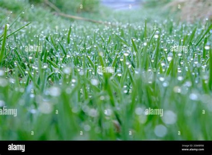 Dewdrops on grass overhead in Grounded is the easiest source of clean water