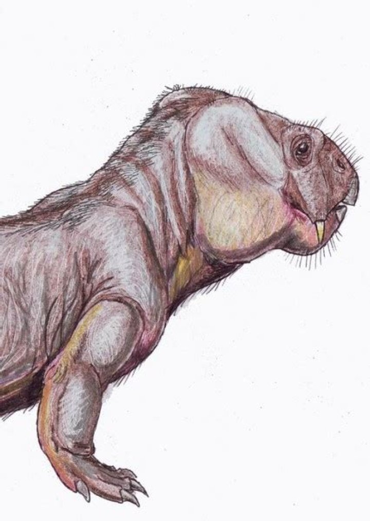 Dicynodon Fan Casting