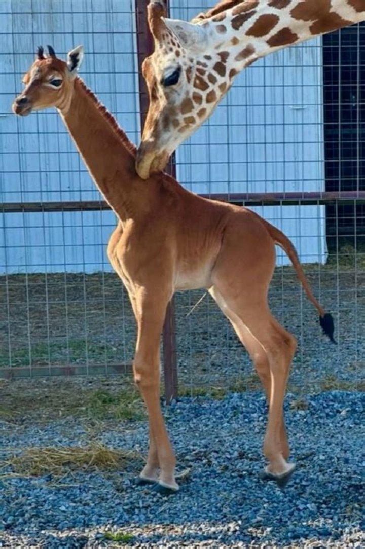 Discover The Fascinating World Of Miniature Giraffes