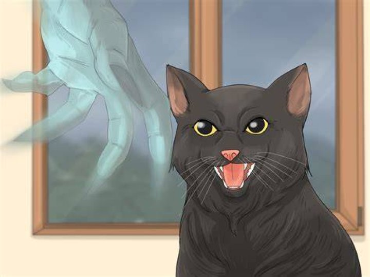 Do cats see ghosts? Intersand