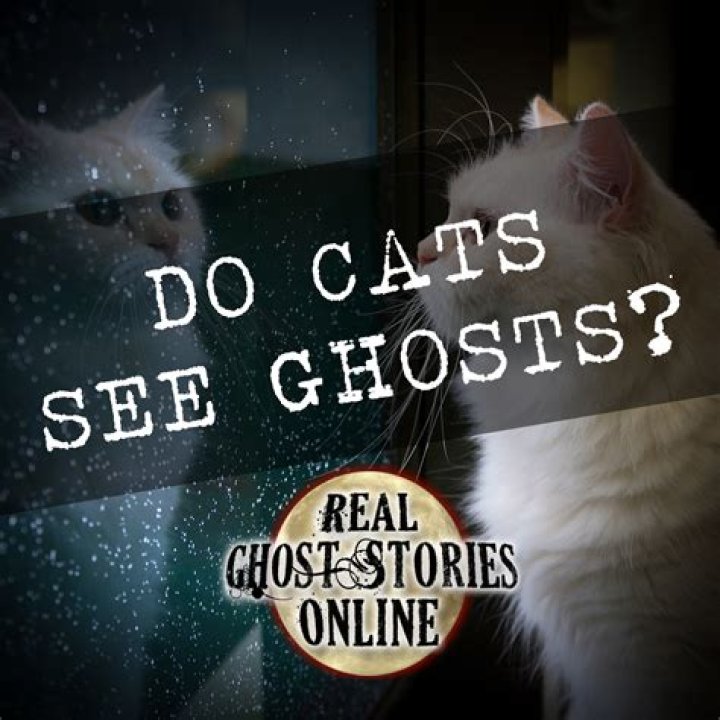 Do Cats See Ghosts? Unraveling The Mystery Behind Their Eerie Behavior