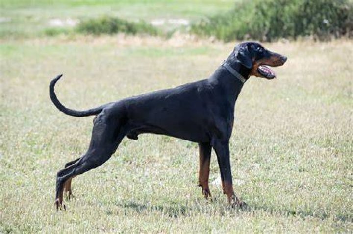 dogs for sale South Africa
