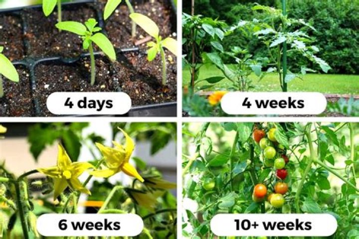 Dwarf Tomatos Seeds Golovethis&reg;