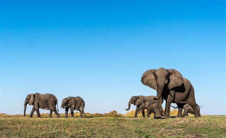 Elephants' walking style goes out on a limb