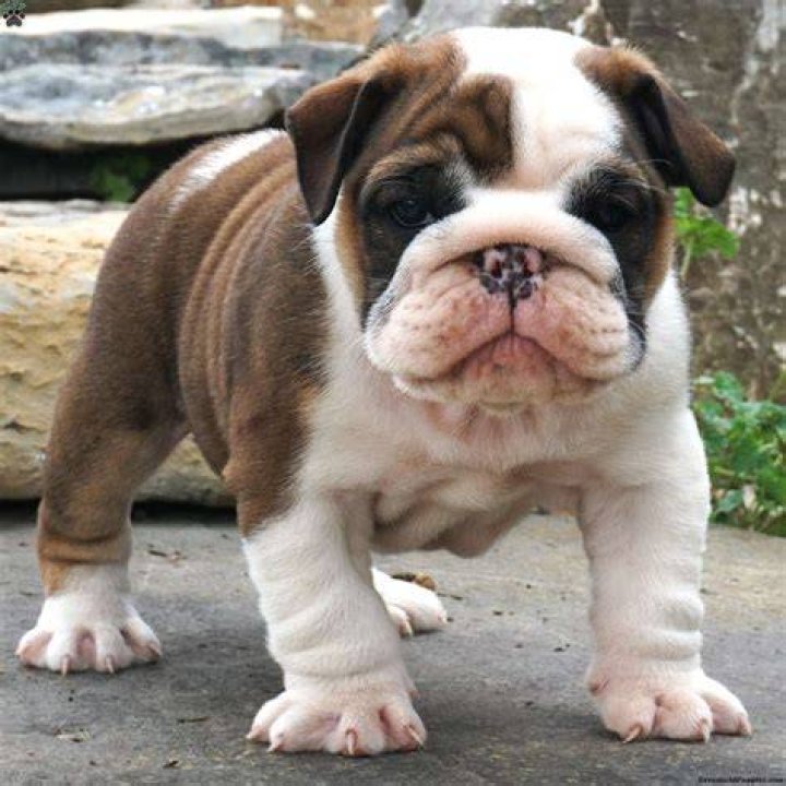 English bulldog puppies for sale in South Africa