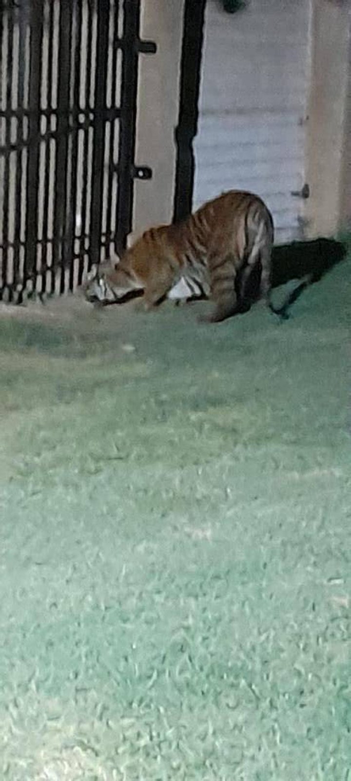 Escaped tiger Escaped tiger