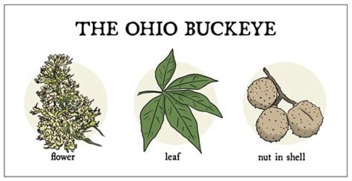 Exploring Ohio: A Journey Through The Buckeye State's Unique Personalities