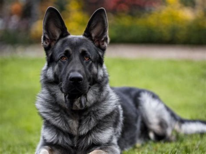 Exploring The Allure Of The Blue German Shepherd