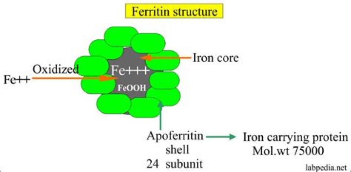 شرح خطوات إجراء تحليل Ferritin قياس مستوى الحديد في الدم