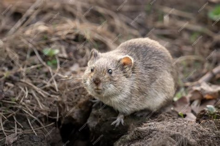 Field vole or short-tailed vole (Microtus agrestis) eating berry Field vole or short-tailed vole (Microtus agrestis) eating berry